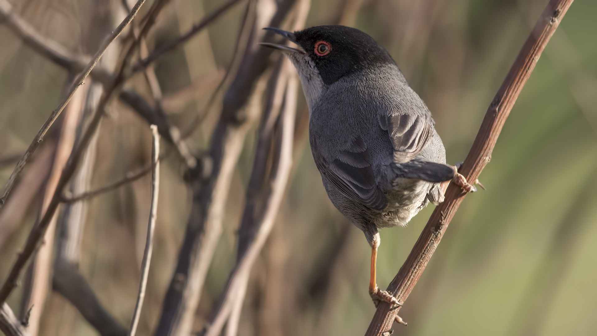 Sardinian Warbler