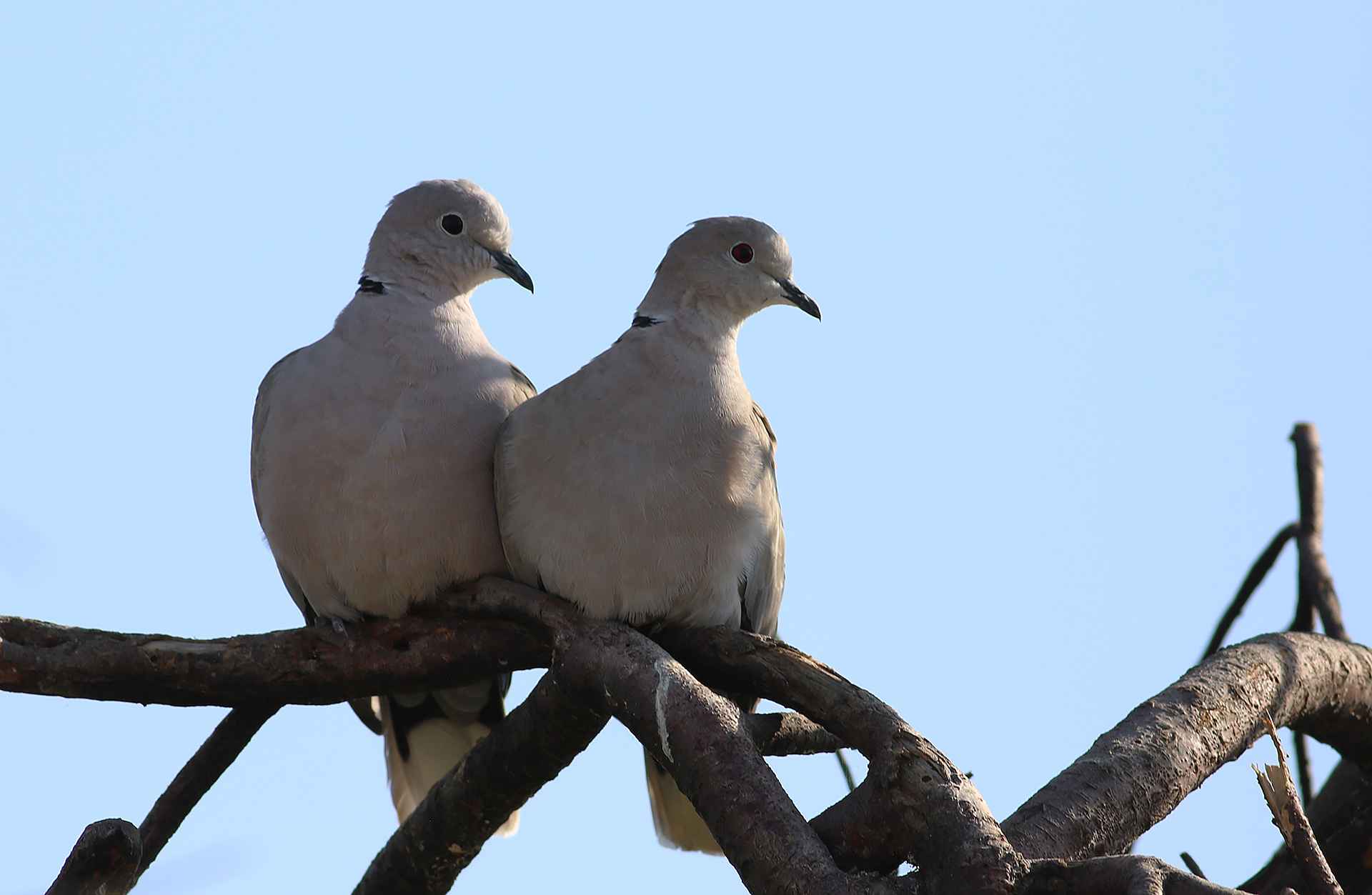 Eurasian Collared-Dove