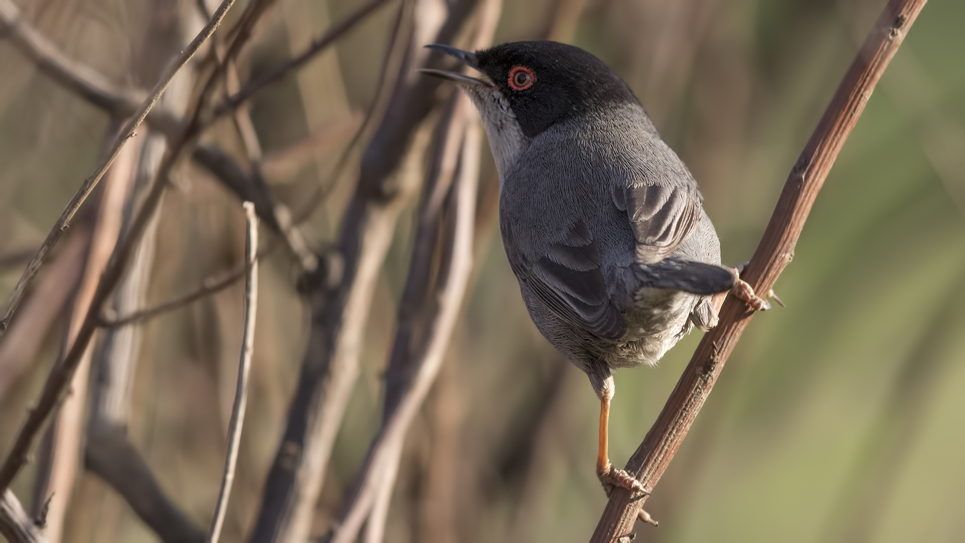 Sardinian Warbler