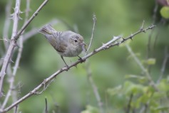 Eastern Bonelli's Warbler