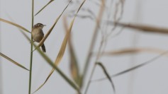 Zitting Cisticola