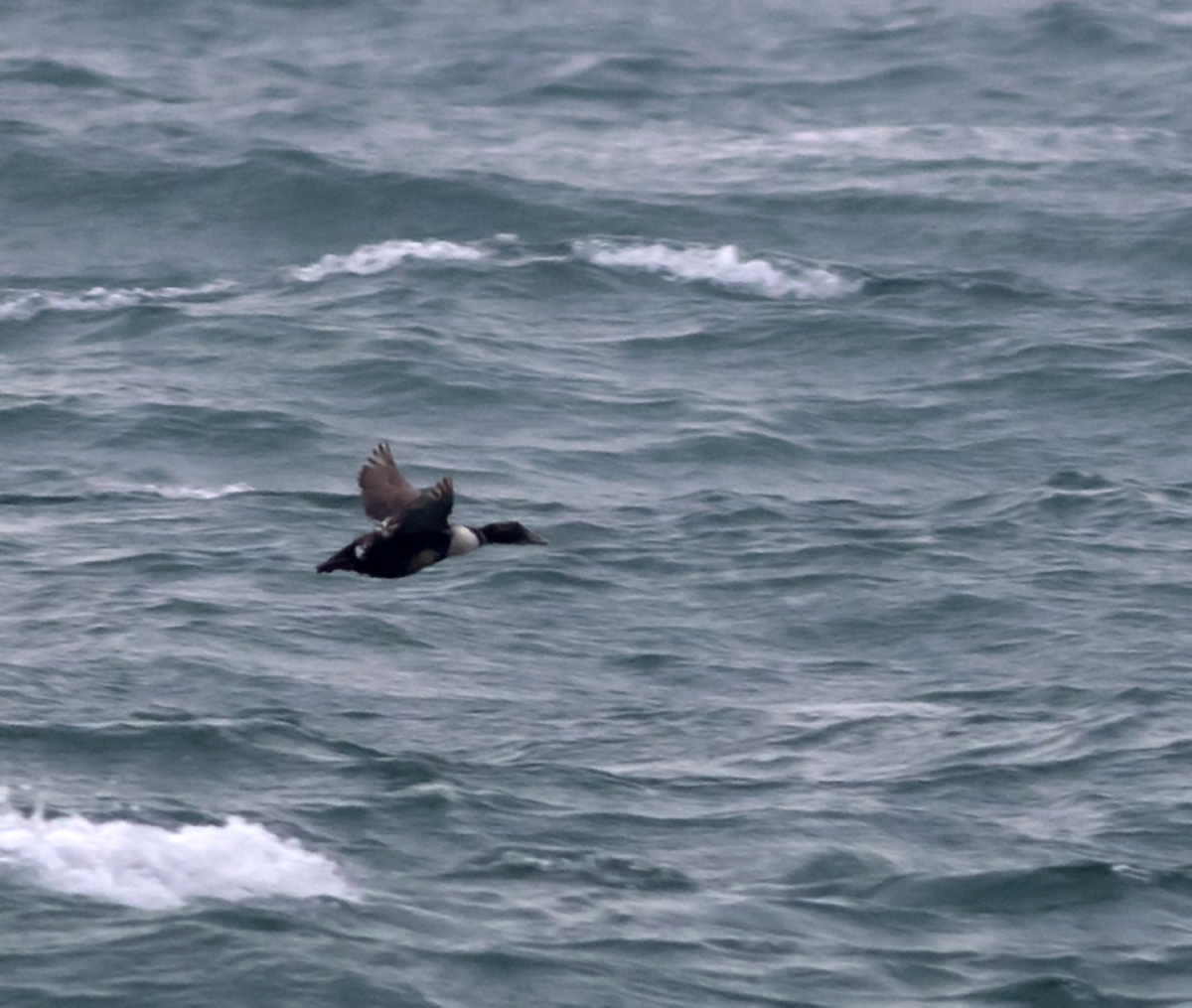 Common Eider