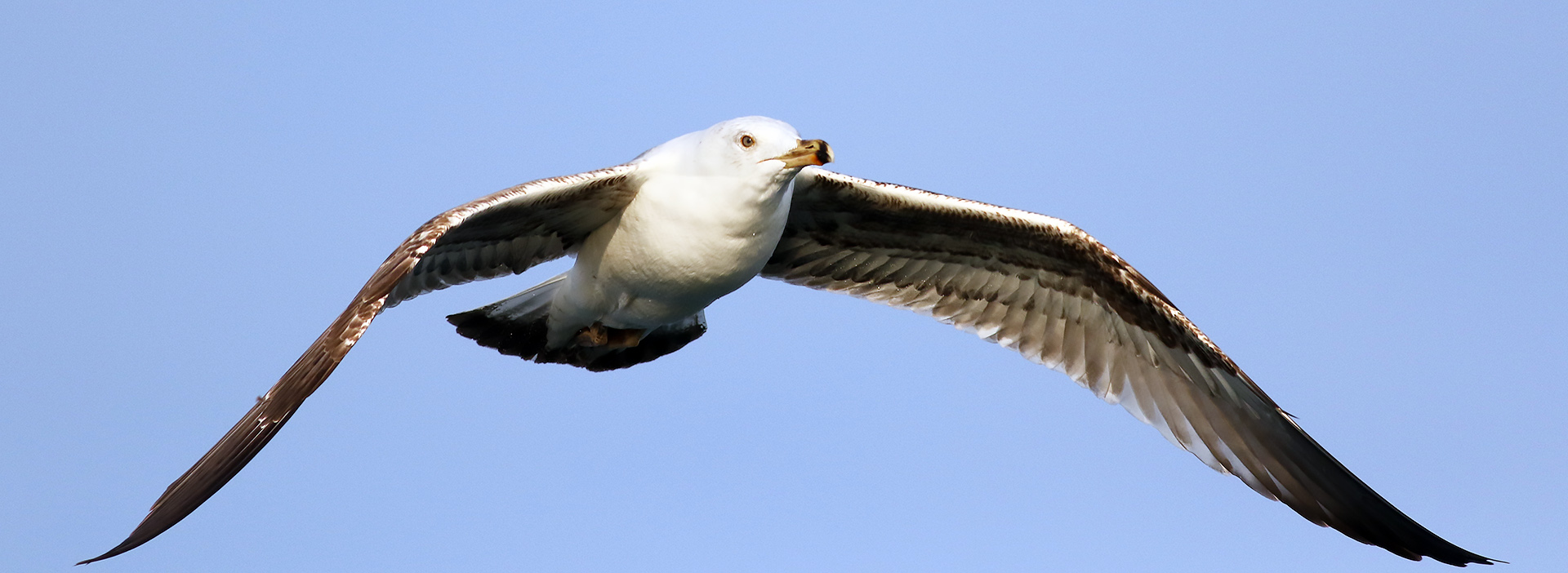 Yellow-legged Gull