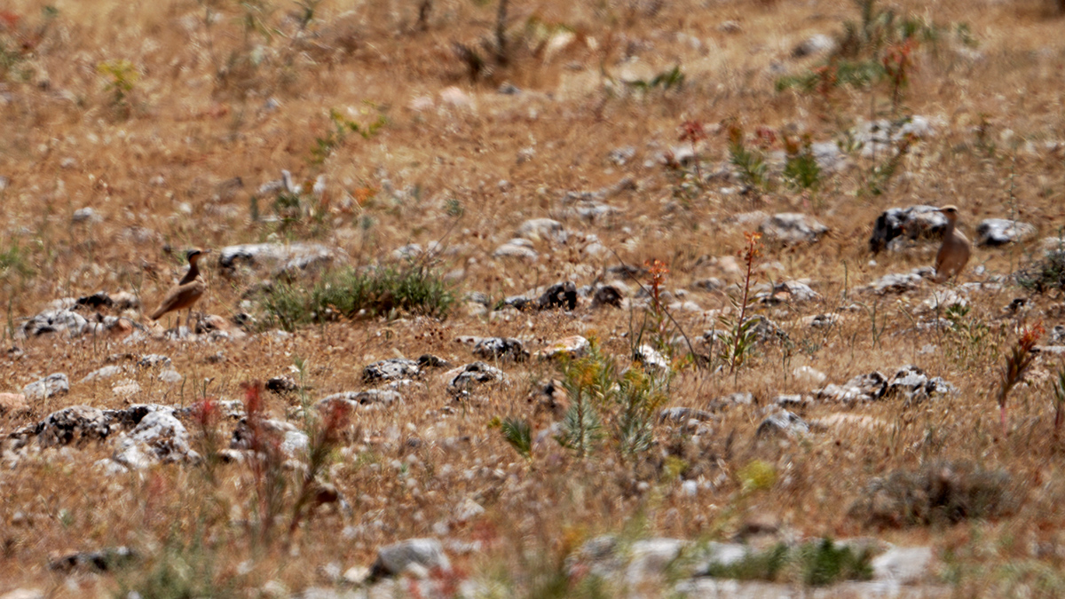 Cream-colored Courser