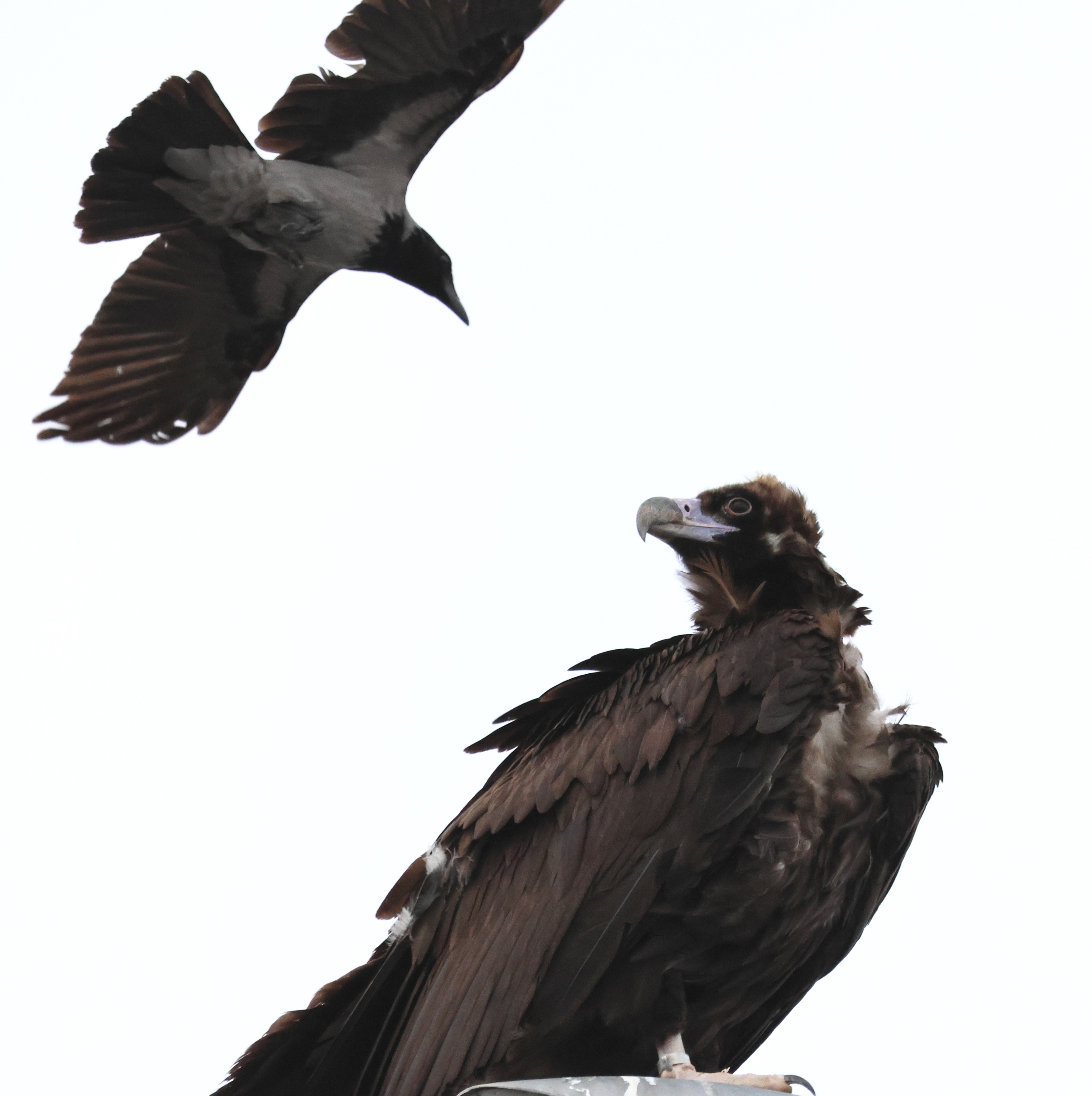 Cinereous Vulture