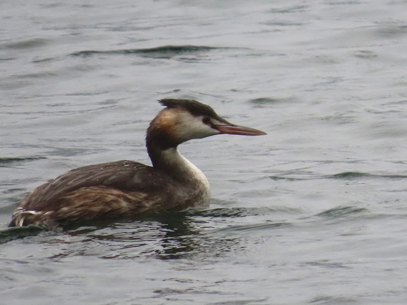 Great Crested Grebe