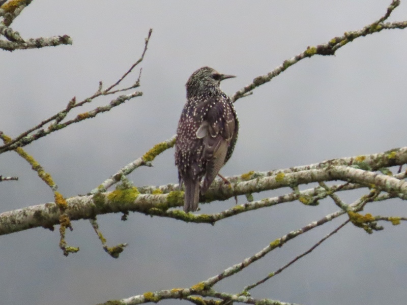 European Starling