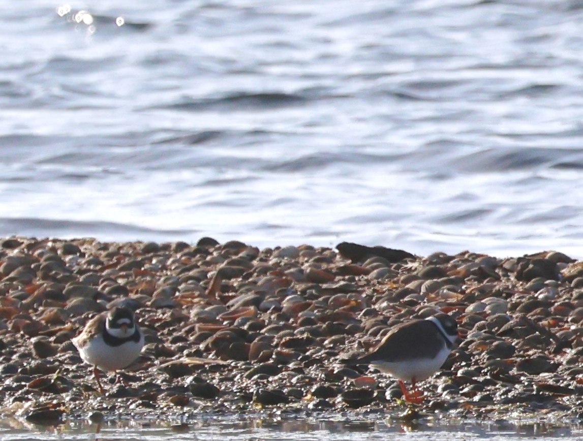 Common Ringed Plover