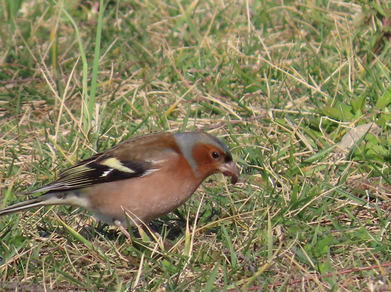 Common Chaffinch