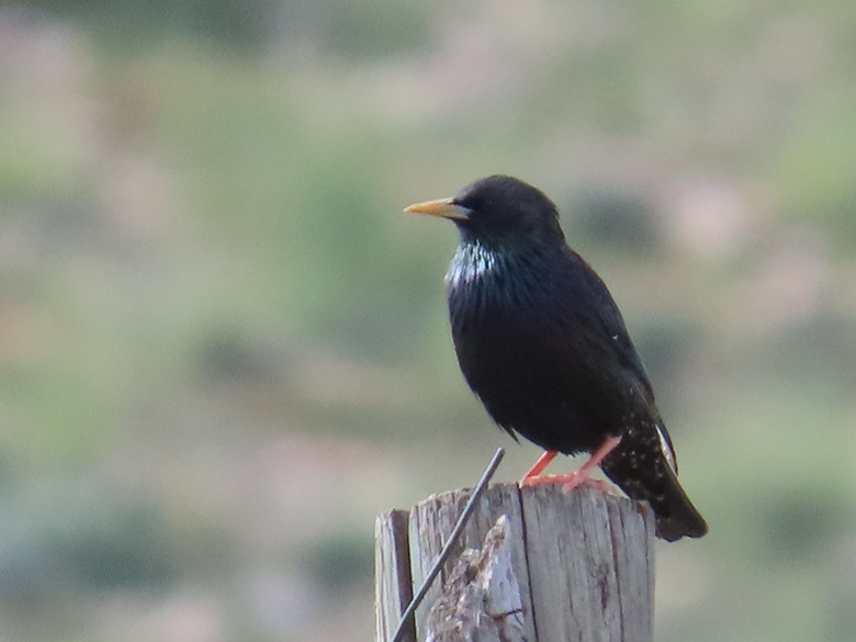 European Starling
