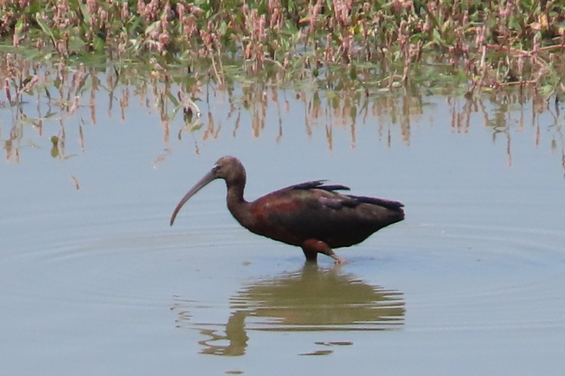 Glossy Ibis
