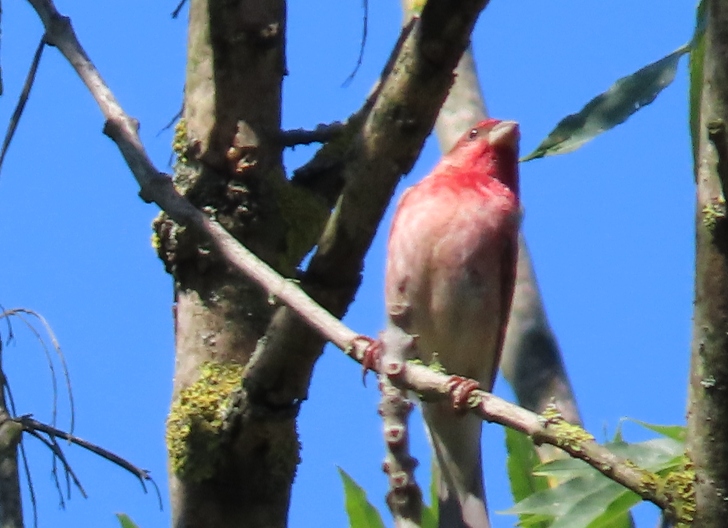 Common Rosefinch
