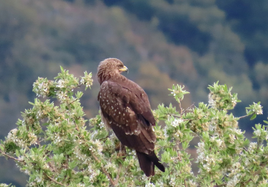 Lesser Spotted Eagle