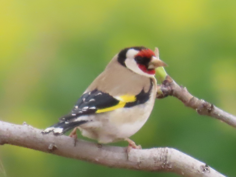 European Goldfinch