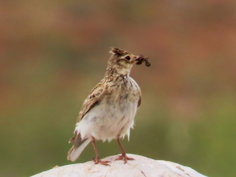 Crested Lark