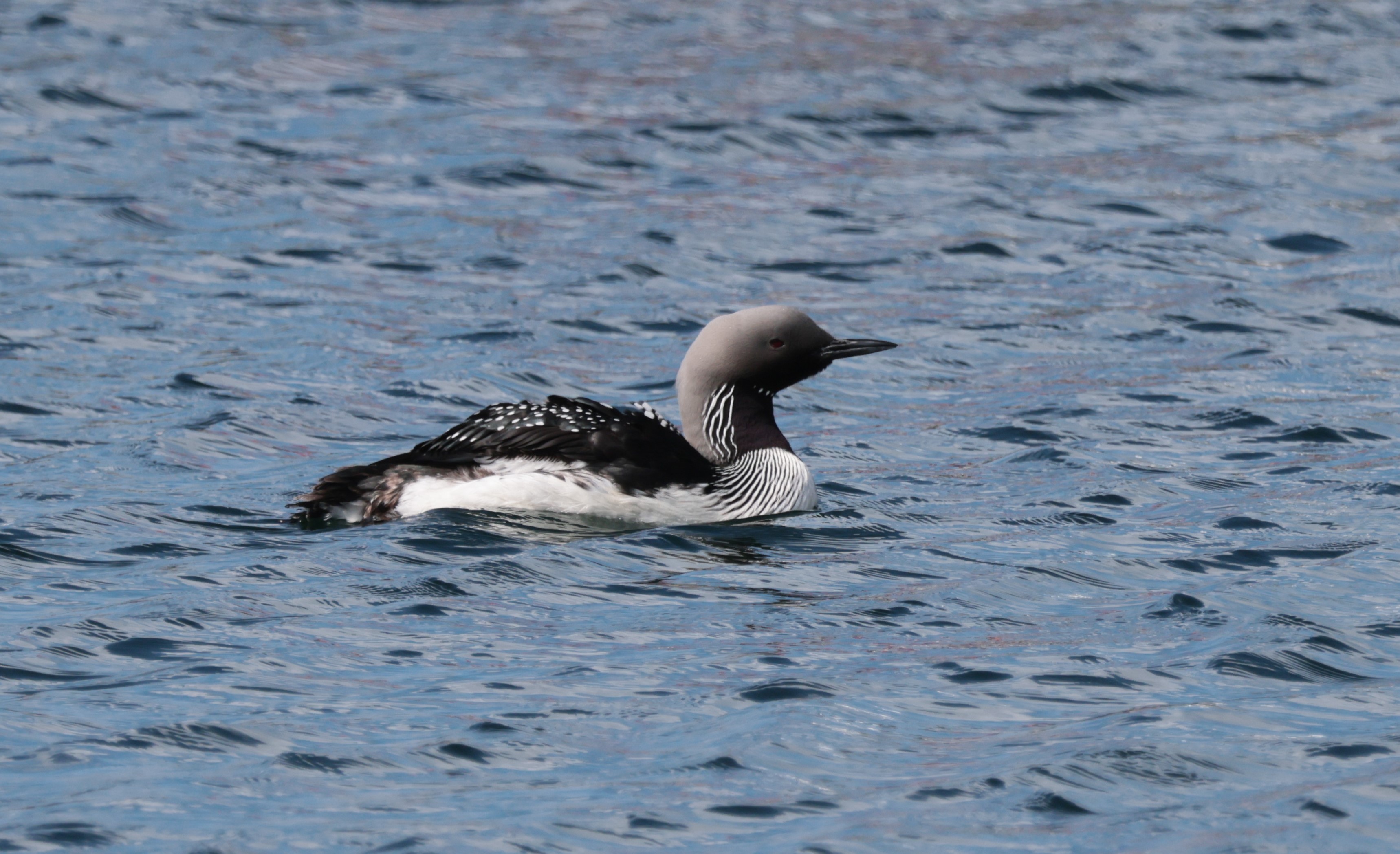 Arctic Loon