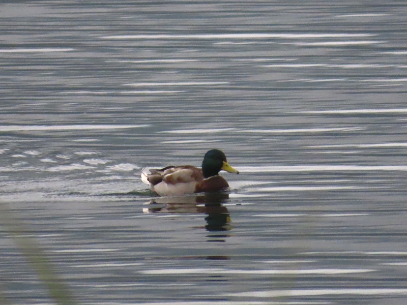 Mallard