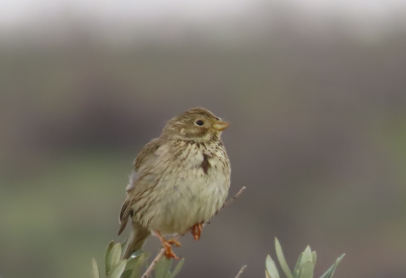 Corn Bunting