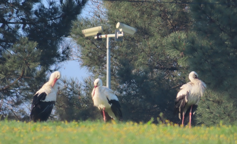 White Stork