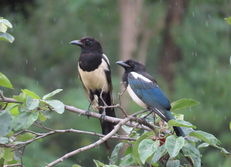 Eurasian Magpie
