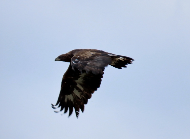 Golden Eagle — Ana fotoğraf