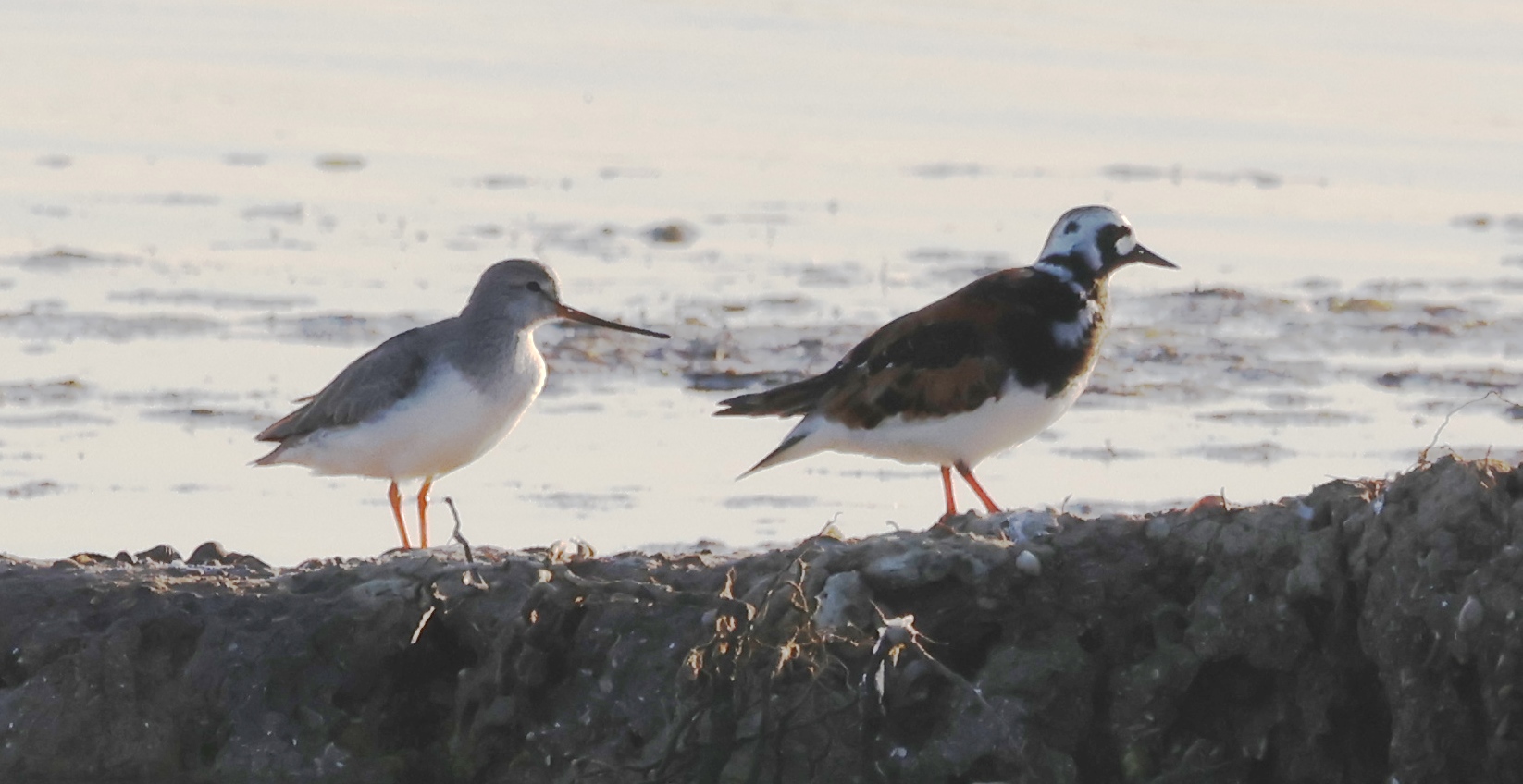 Terek Sandpiper
