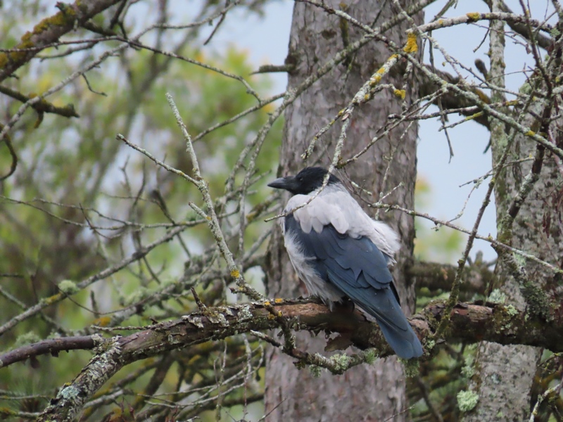 Hooded Crow