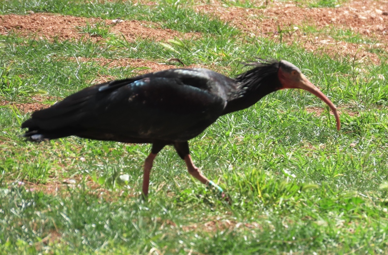 Northern Bald Ibis