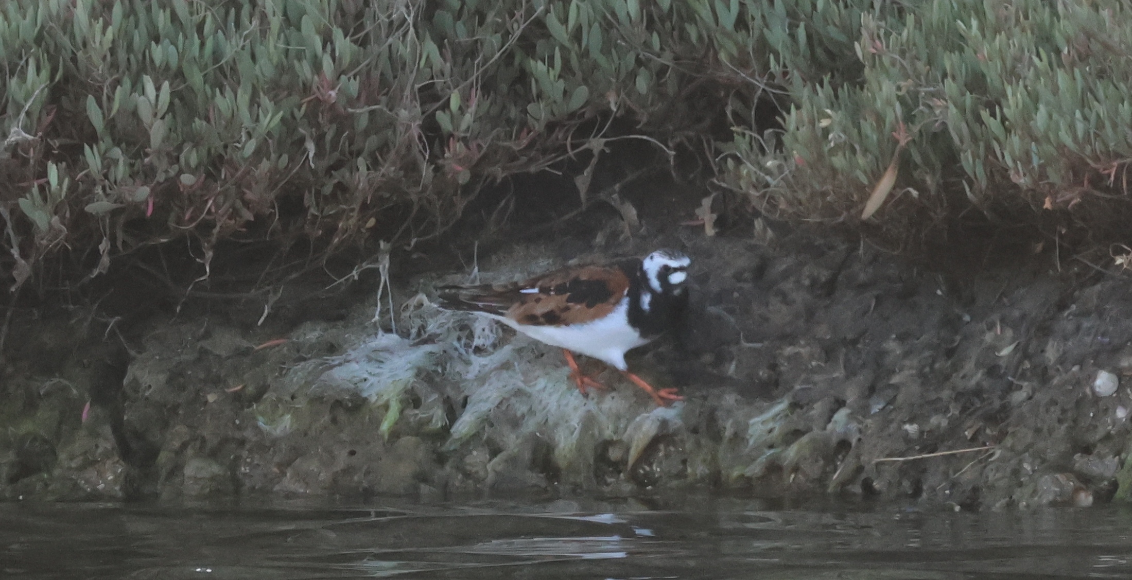 Ruddy Turnstone