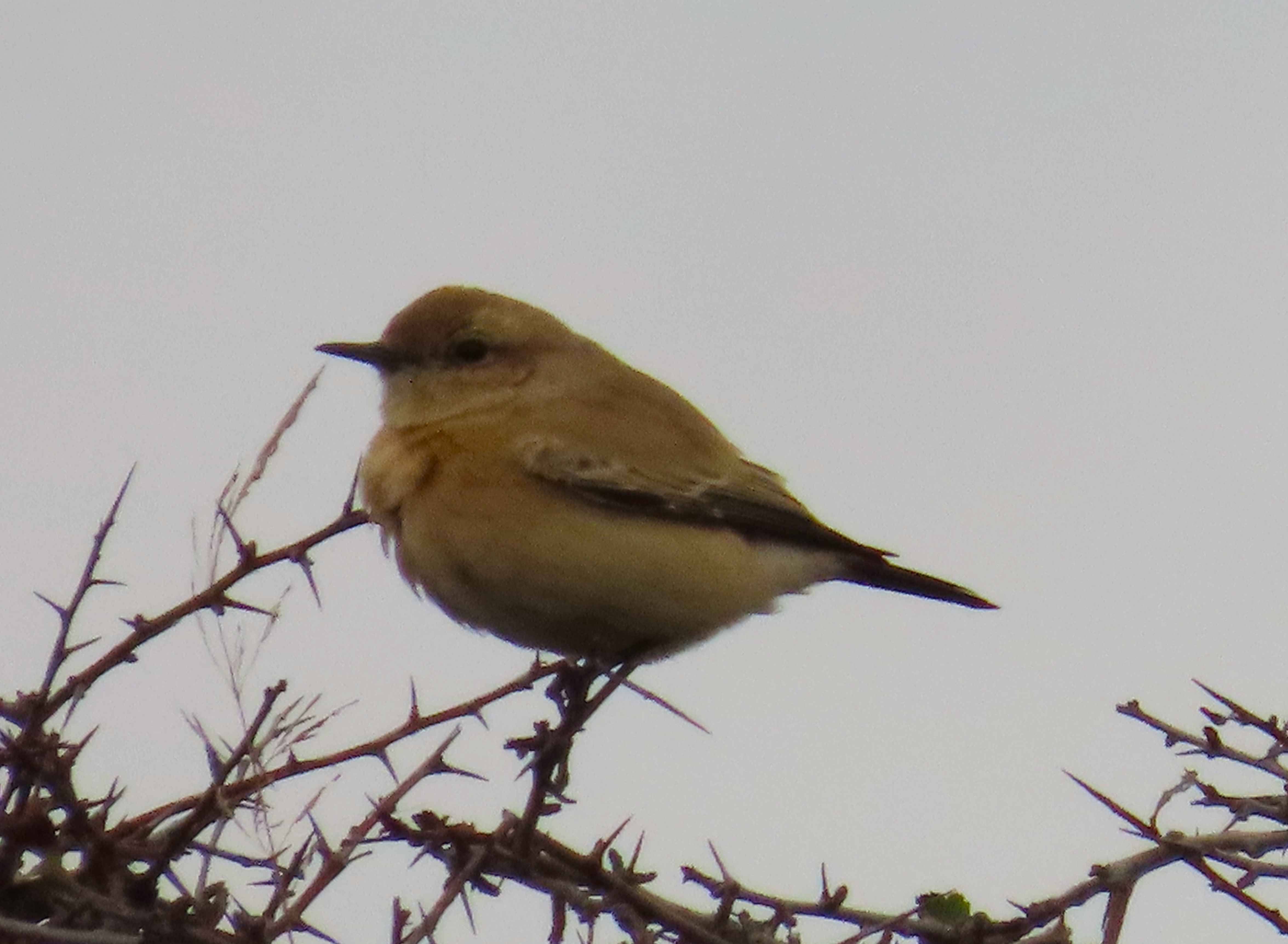 Desert Wheatear