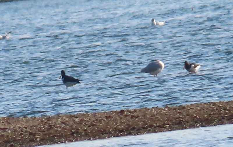 Eurasian Oystercatcher