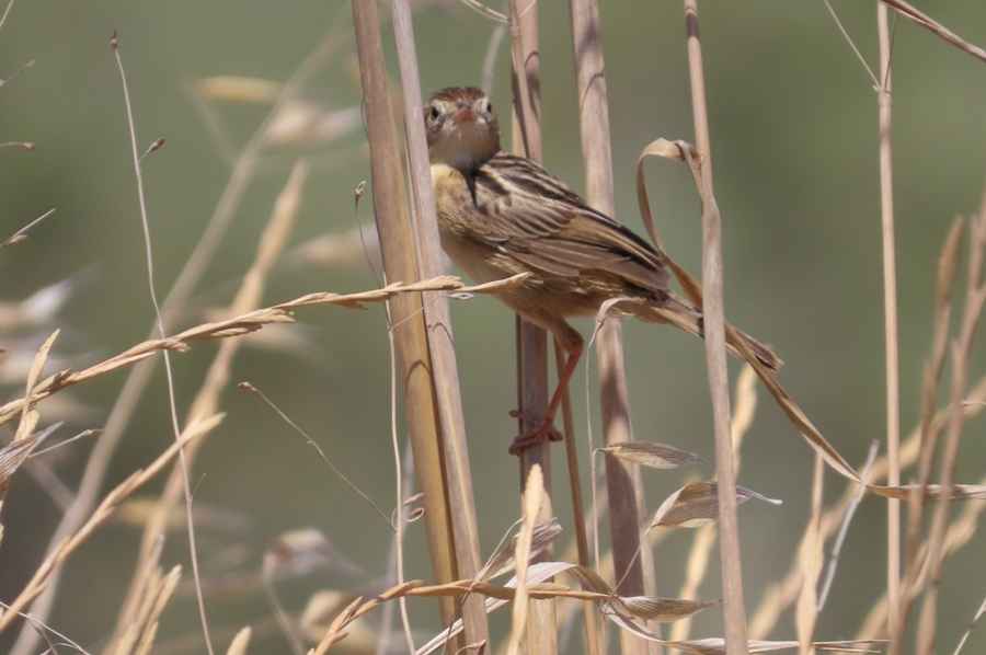 Zitting Cisticola