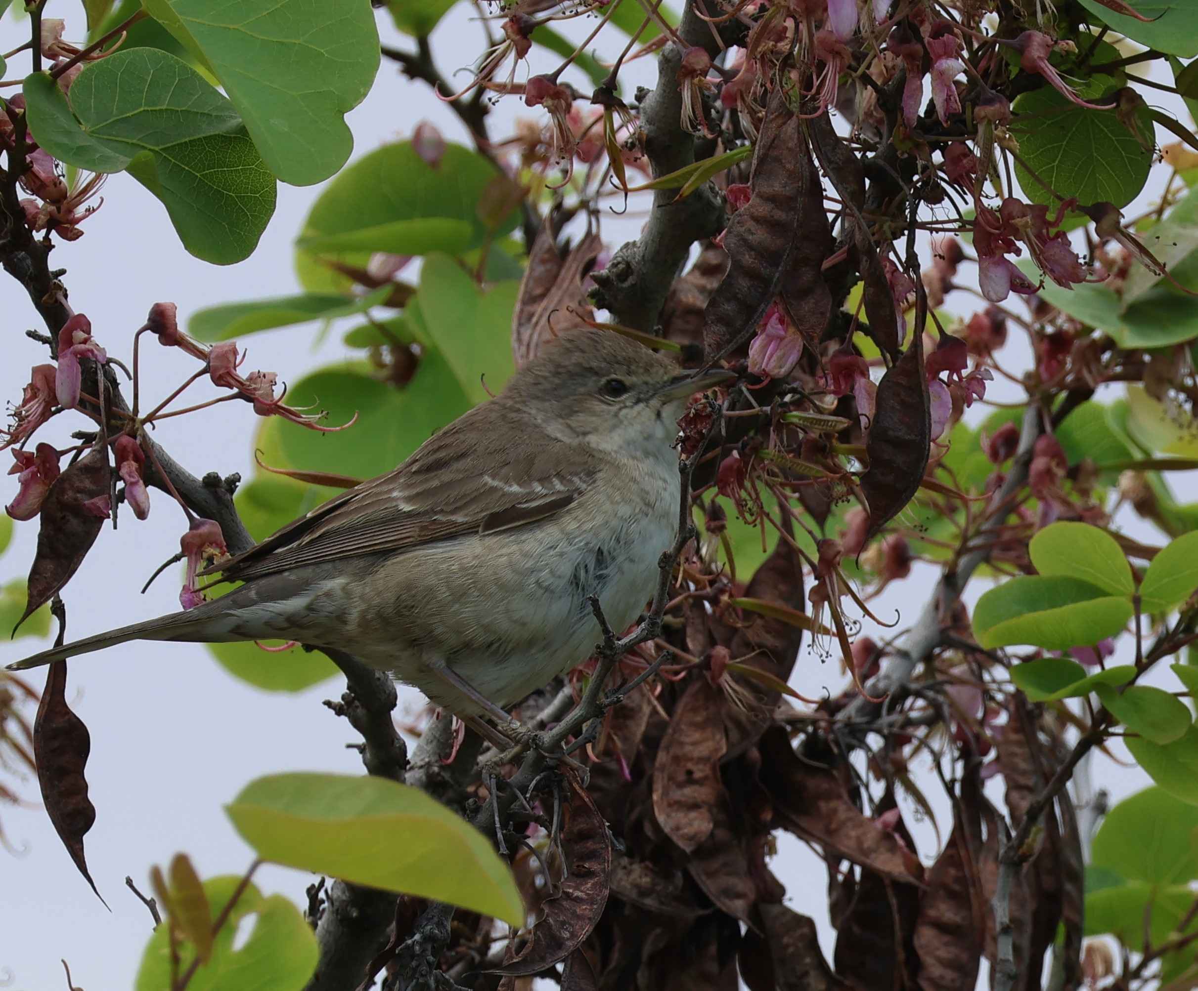 Barred Warbler