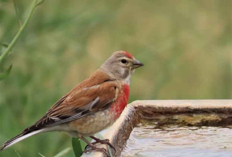 Eurasian Linnet