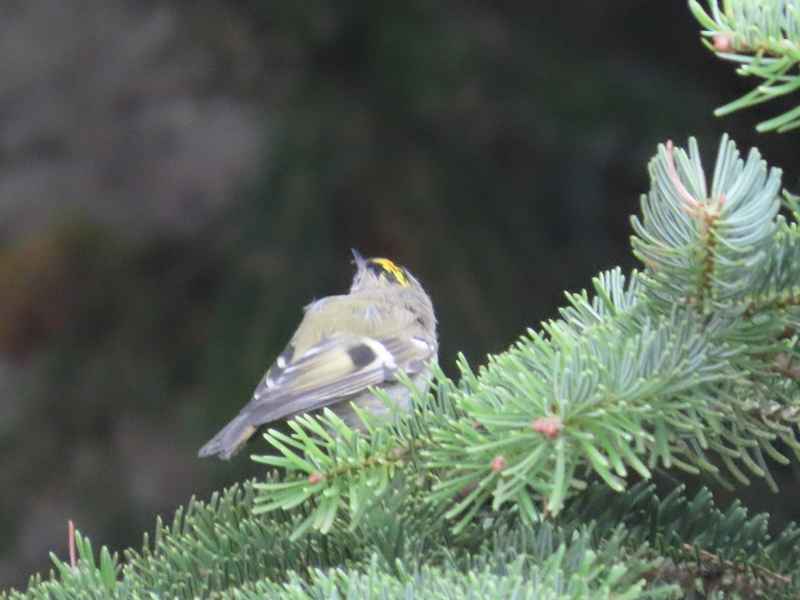 Goldcrest