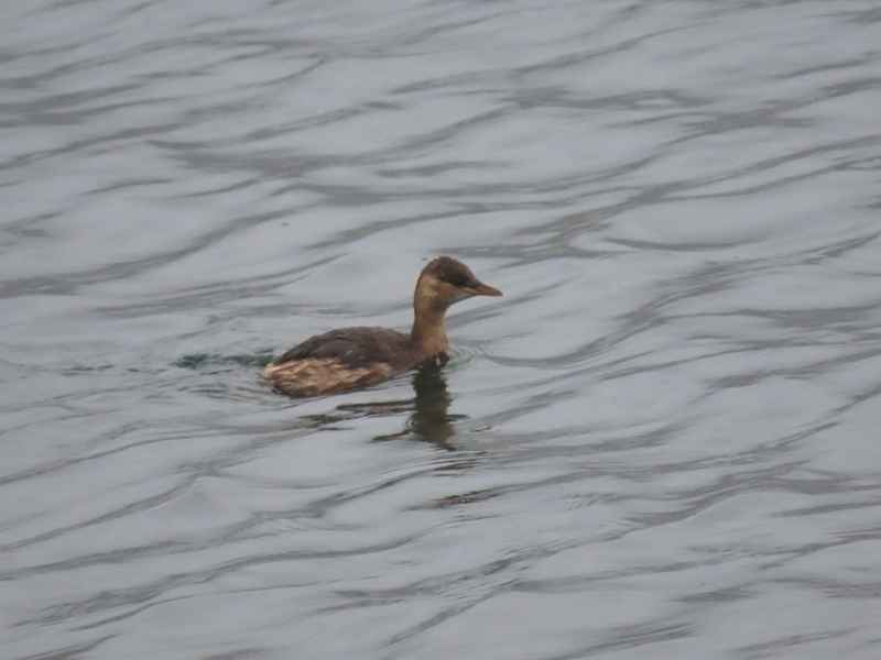 Little Grebe