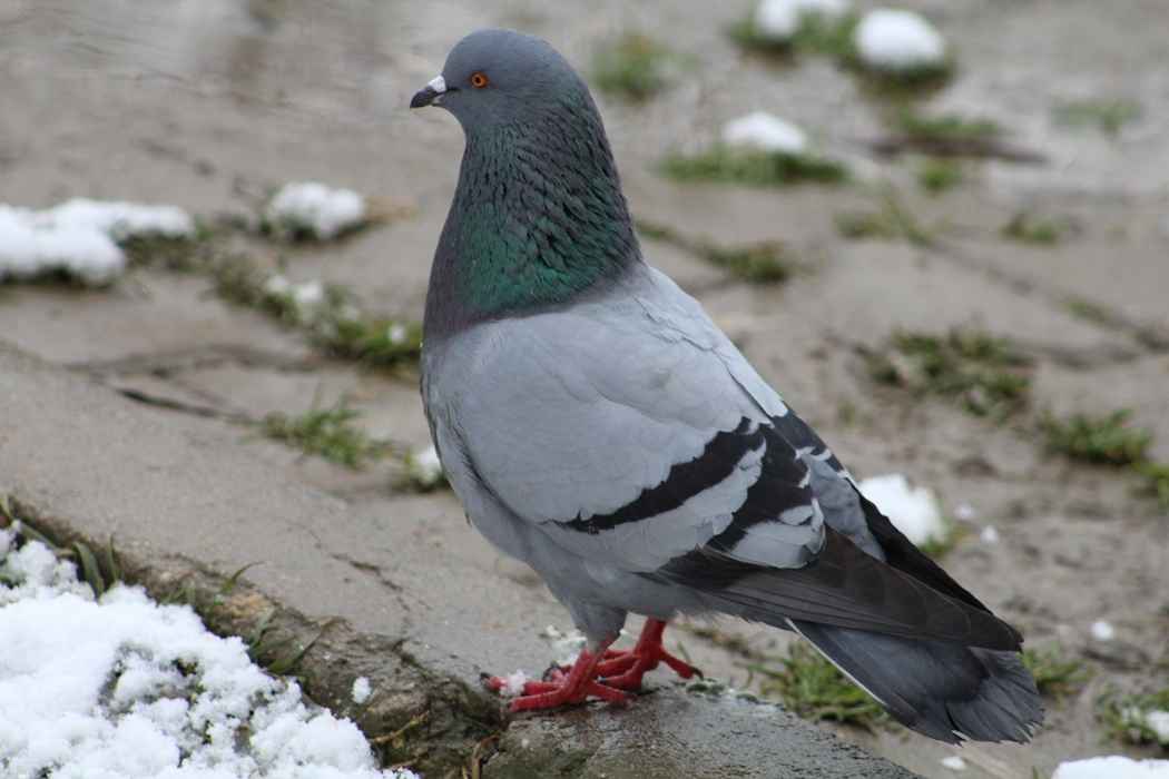 Rock Pigeon