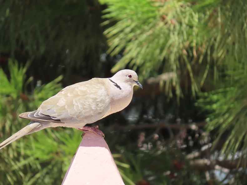 Eurasian Collared-Dove