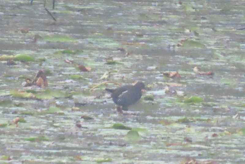 Eurasian Moorhen
