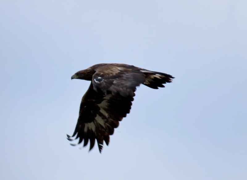 Golden Eagle