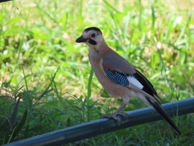 Eurasian Jay