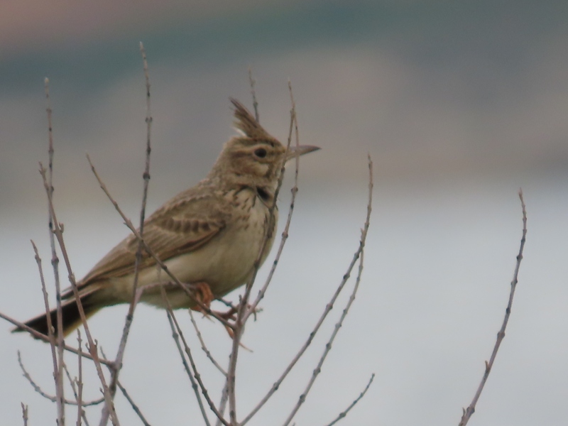 Crested Lark