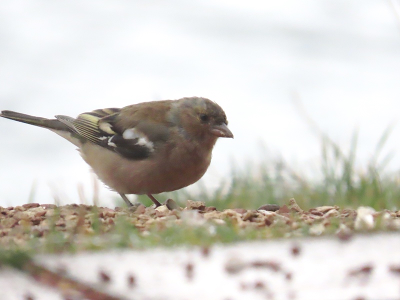 Common Chaffinch