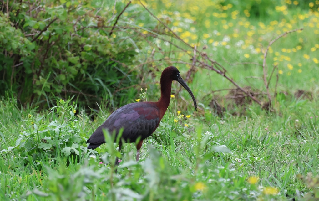 Glossy Ibis