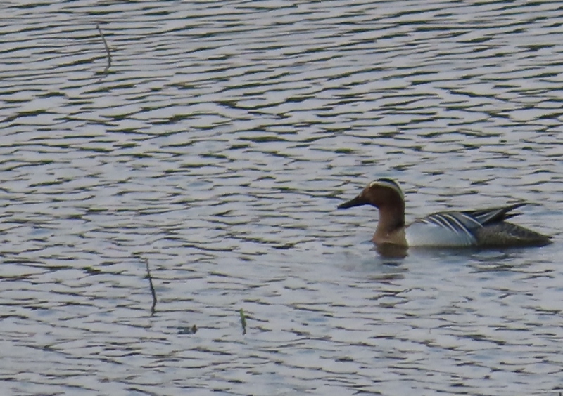 Garganey