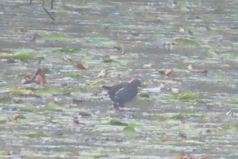 Eurasian Moorhen