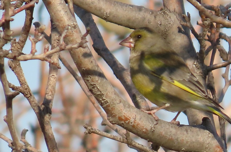 European Greenfinch