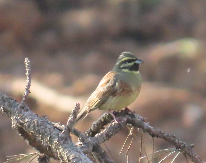 Cirl Bunting