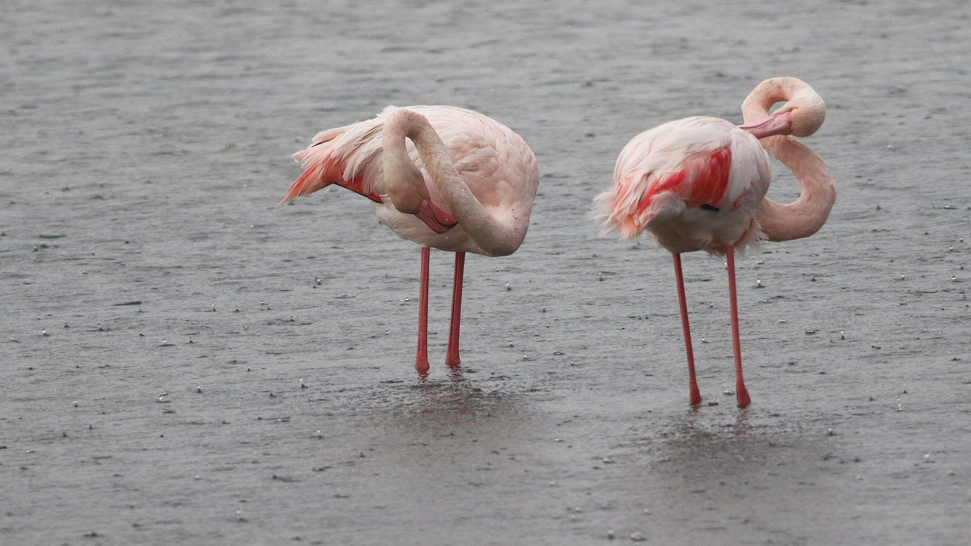 Greater Flamingo