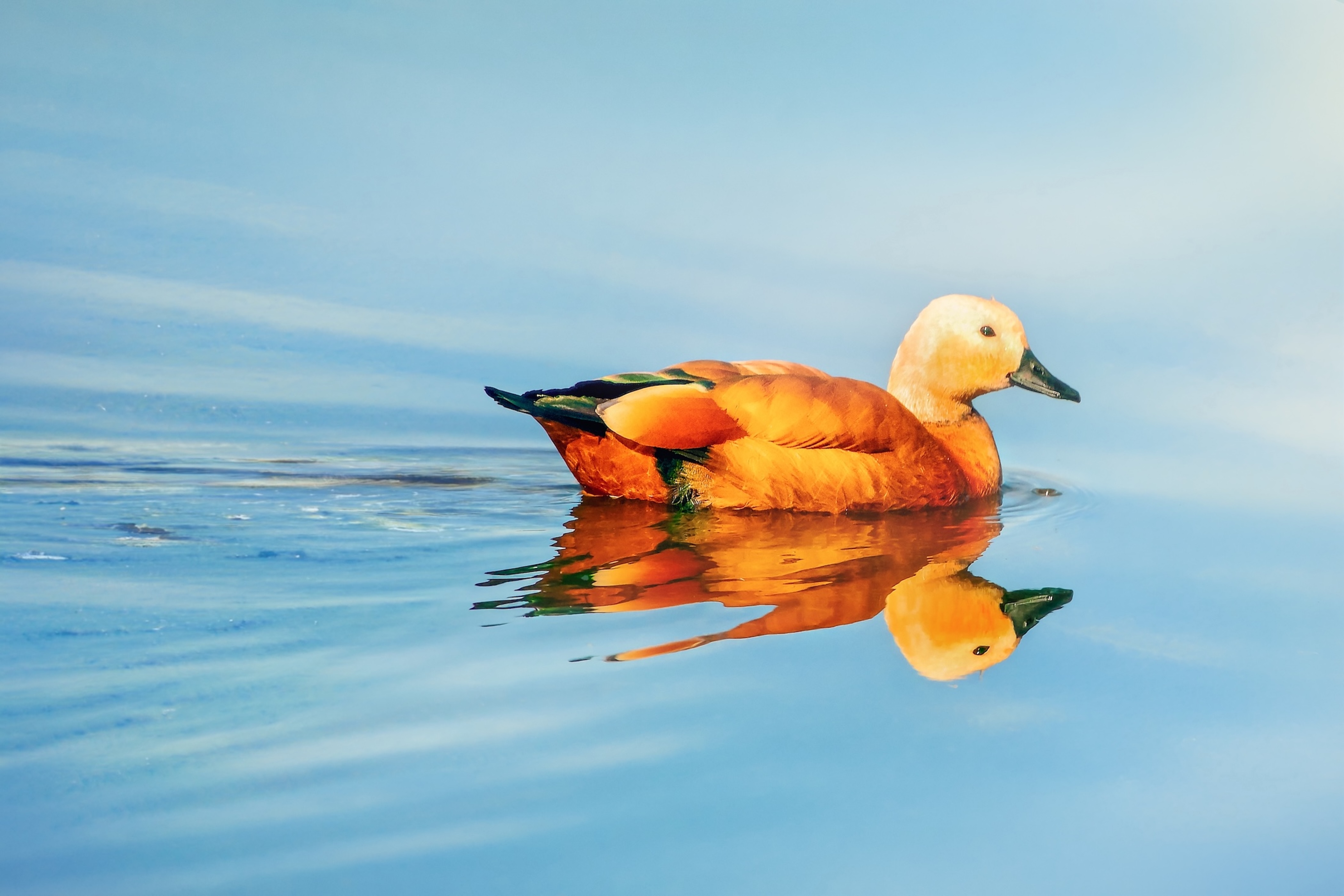 Ruddy Shelduck